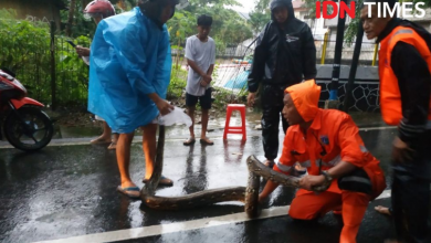 Photo of Petugas Temukan Ular Sanca dengan Panjang Lima Meter di Sela Banjir Jakarta